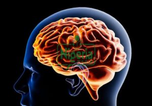 Following Foods That Affects The Health Functioning Of The Brain