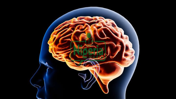 Following Foods That Affects The Health Functioning Of The Brain Following Foods That Affects The Health Functioning Of The Brain