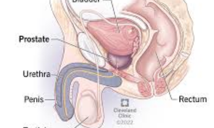 Following are What Men Should Do To Reduce The Risk Of Prostrate Enlargement As They Grow Older Following are What Men Should Do To Reduce The Risk Of Prostrate Enlargement As They Grow Older