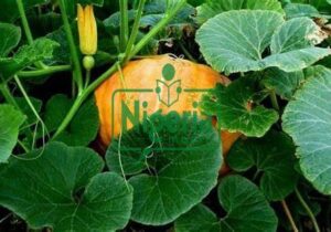11 Surprising Health Benefits of ‘Misheveve’ (Pumpkin Leaves)