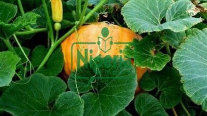 11 Surprising Health Benefits of ‘Misheveve’ (Pumpkin Leaves)