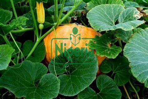 11 Surprising Health Benefits of ‘Misheveve’ (Pumpkin Leaves)