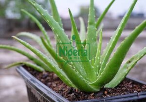 Nature’s Healing Gel: The Amazing Health Benefits Of Aloe Vera They Don’t Tell You About (SHOCKING)