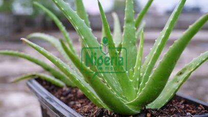 Nature’s Healing Gel: The Amazing Health Benefits Of Aloe Vera They Don’t Tell You About (SHOCKING)