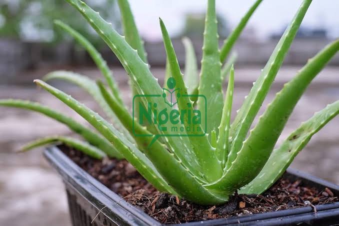 Nature’s Healing Gel: The Amazing Health Benefits Of Aloe Vera They Don’t Tell You About (SHOCKING) Nature’s Healing Gel: The Amazing Health Benefits Of Aloe Vera They Don’t Tell You About (SHOCKING)