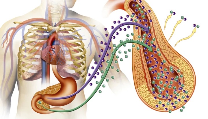 Understanding the Impact of Fasting on Diabetes: Potential Effects on Your Body (BREAKING)