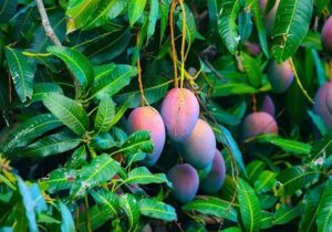 10 Surprising Health Benefits of Mango Leaves You Should Know