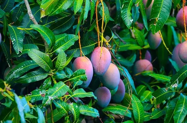 10 Surprising Health Benefits of Mango Leaves You Should Know