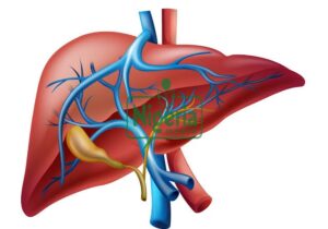How To Cleanse Your Liver In Just Three Days