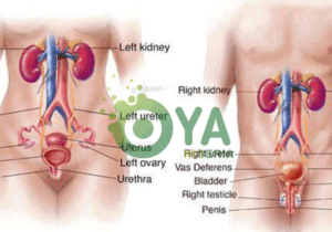 Following 5 Foods That Clean Your Urinary Track And Prevent Kidney Problems