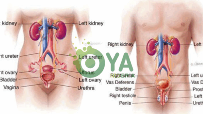 Following 5 Foods That Clean Your Urinary Track And Prevent Kidney Problems