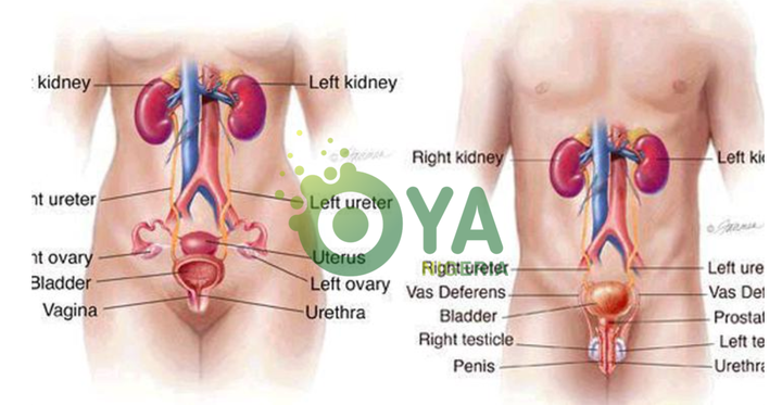Following 5 Foods That Clean Your Urinary Track And Prevent Kidney Problems