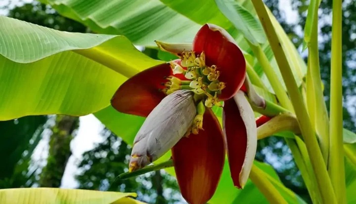 Benefits of Boiled Banana Flowers and Regular Water Intake