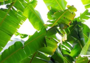 Banana Leaves Can Help Cure Following Conditions