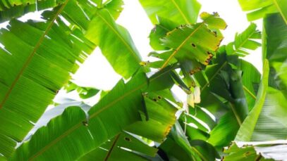 Banana Leaves Can Help Cure Following Conditions