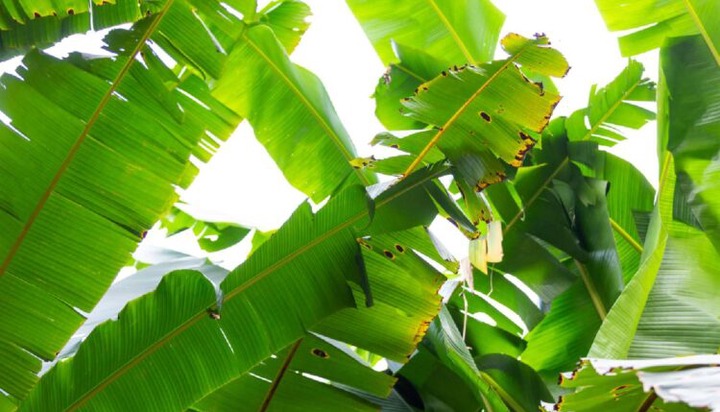 Banana Leaves Can Help Cure Following Conditions Banana Leaves Can Help Cure Following Conditions