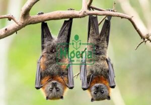 5 (Five) Types Of Animals That Symbolise Death And Why