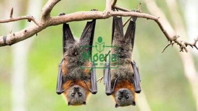 5 (Five) Types Of Animals That Symbolise Death And Why