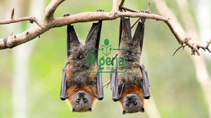 5 (Five) Types Of Animals That Symbolise Death And Why