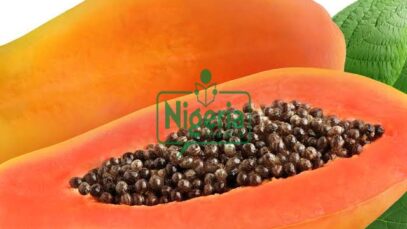 If You Take Pawpaw Seeds, Prepare To Have This Happen To You (DETAILS₦