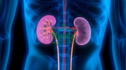 Foods That Can Help The Kidney Grow Healthy If Taken Early In The Morning