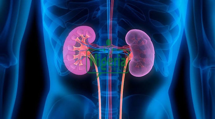 Foods That Can Help The Kidney Grow Healthy If Taken Early In The Morning