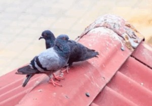 Discover The Spiritual Significance of Bird Poop: Myth or Reality?