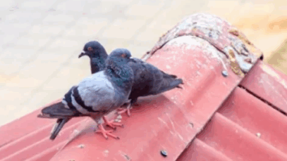 Discover The Spiritual Significance of Bird Poop: Myth or Reality?