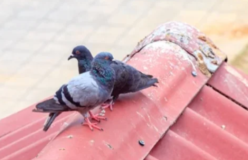 Discover The Spiritual Significance of Bird Poop: Myth or Reality? Discover The Spiritual Significance of Bird Poop: Myth or Reality?