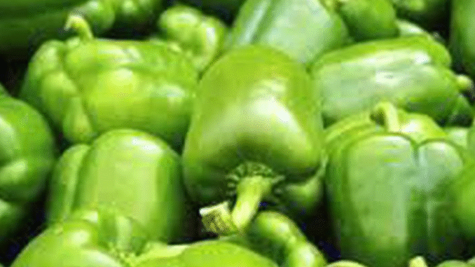 JUST-IN: Green Peppers Can Help You With This: The Hidden Secret No One Will Tell You JUST-IN: Green Peppers Can Help You With This: The Hidden Secret No One Will Tell You