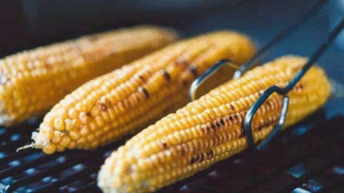 JUST-IN: 4 Common Diseases That Can Be Managed By Eating Roasted Corn Regularly JUST-IN: 4 Common Diseases That Can Be Managed By Eating Roasted Corn Regularly