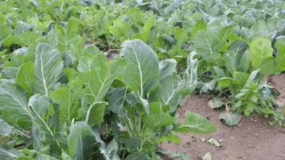 JUST-IN: Stop Mixing Spinach Together With Sukuma Wiki as it as Been Revealed To Have These Effects
