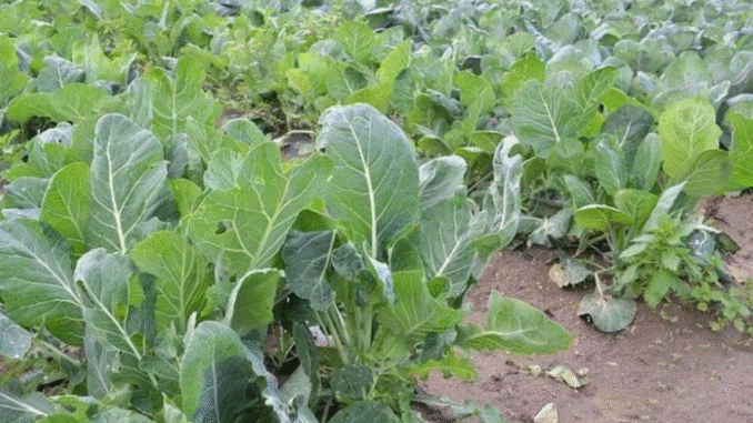 JUST-IN: Stop Mixing Spinach Together With Sukuma Wiki as it as Been Revealed To Have These Effects JUST-IN: Stop Mixing Spinach Together With Sukuma Wiki as it as Been Revealed To Have These Effects