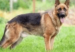 BREAKING: Reasons why you need to have a dog at home