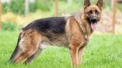BREAKING: Reasons why you need to have a dog at home
