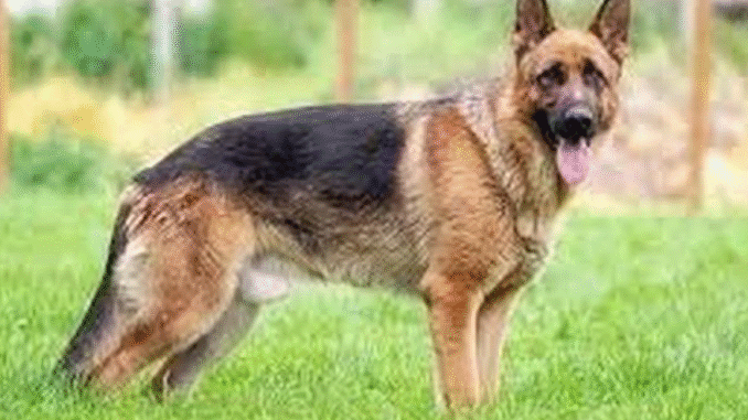 BREAKING: Reasons why you need to have a dog at home BREAKING: Reasons why you need to have a dog at home
