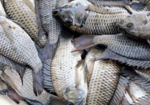 BREAKING: The 5 Types of Fish You Should Never Eat If You Want To Live Longer