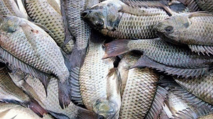 BREAKING: The 5 Types of Fish You Should Never Eat If You Want To Live Longer BREAKING: The 5 Types of Fish You Should Never Eat If You Want To Live Longer