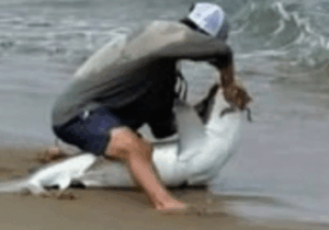 BREAKING NEWS: Man drags shark onto beach in front of stunned beachgoers before horror attack
