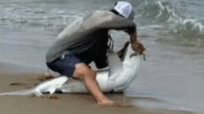 BREAKING NEWS: Man drags shark onto beach in front of stunned beachgoers before horror attack