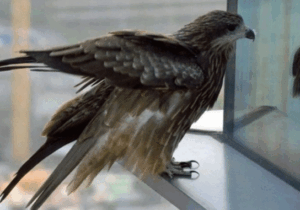 BREAKING: Two Spiritual Meanings Of Bird Knocking On Window