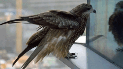 BREAKING: Two Spiritual Meanings Of Bird Knocking On Window