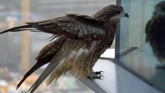 BREAKING: Two Spiritual Meanings Of Bird Knocking On Window BREAKING: Two Spiritual Meanings Of Bird Knocking On Window
