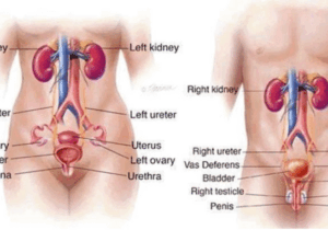 BREAKING NEWS: Five Foods That Clean Your Urinary Track And Prevent Kidney Problems