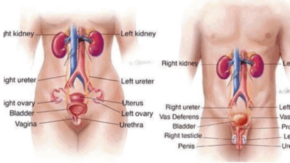 BREAKING NEWS: Five Foods That Clean Your Urinary Track And Prevent Kidney Problems