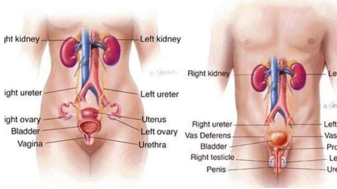 BREAKING NEWS: Five Foods That Clean Your Urinary Track And Prevent Kidney Problems BREAKING NEWS: Five Foods That Clean Your Urinary Track And Prevent Kidney Problems