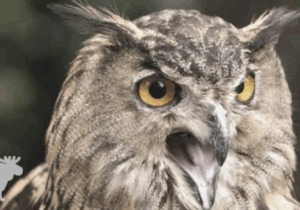BREAKING NEWS: Hearing an owl at night? Here are the important things that they are trying to tell you