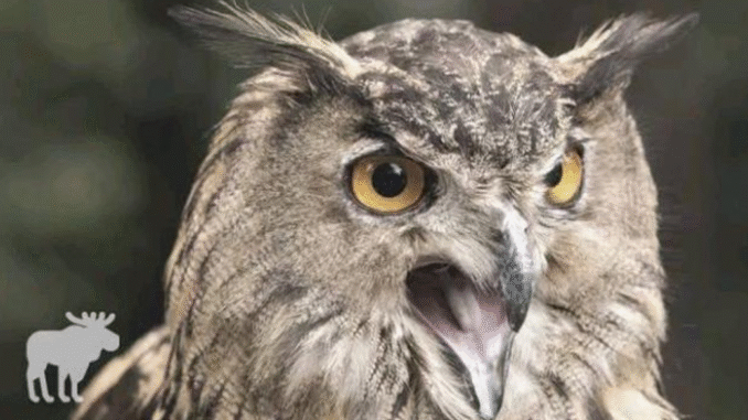 BREAKING NEWS: Hearing an owl at night? Here are the important things that they are trying to tell you BREAKING NEWS: Hearing an owl at night? Here are the important things that they are trying to tell you