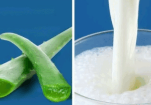 BREAKING NEWS: Aloe vera And Milk Does Wonders When Mixed Together Here Are The Secret Benefits Of This Mixture