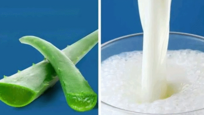 BREAKING NEWS: Aloe vera And Milk Does Wonders When Mixed Together Here Are The Secret Benefits Of This Mixture BREAKING NEWS: Aloe vera And Milk Does Wonders When Mixed Together Here Are The Secret Benefits Of This Mixture